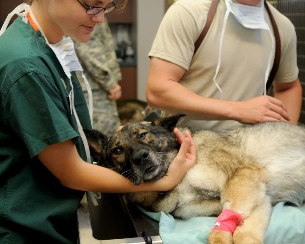 Veterinaria Y Cuidados De Mascotas